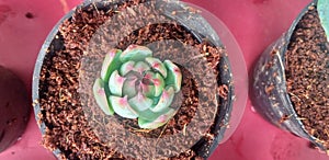 succulent plants are plants with parts that are thickened, fleshy usually to retain water in arid climates or soil condition